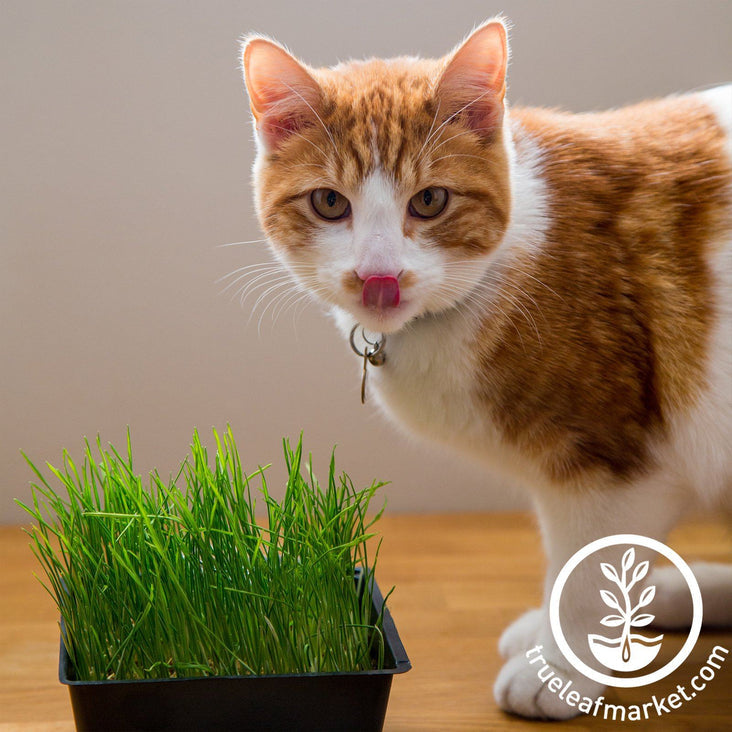 Mini Pet Grass Kit Handy Pantry