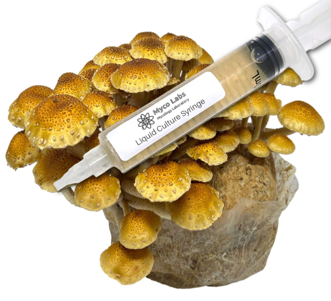 Gourmet MycoCulture Solution