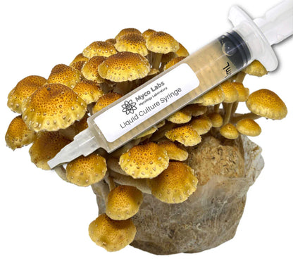 Gourmet MycoCulture Solution