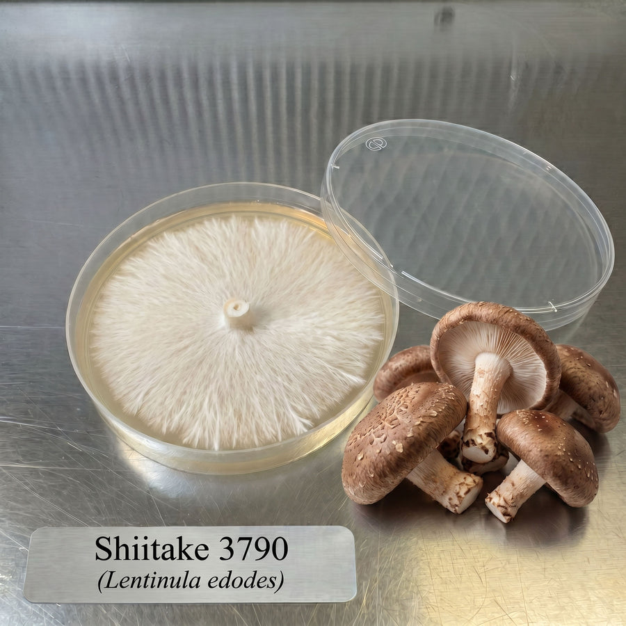 Colonized Agar Plate