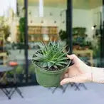 Houseplants