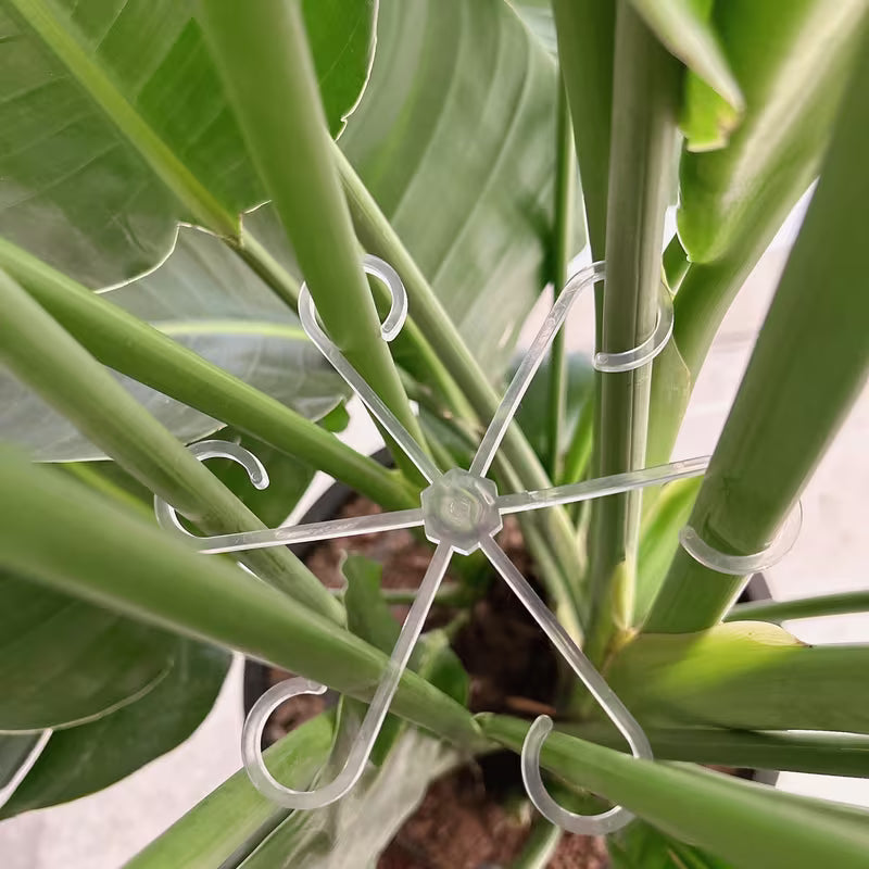 Transparent Plant Support Frames