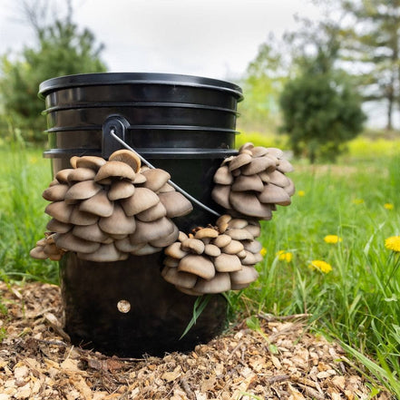 NorthSpore 'MushBucket' Mushroom Bucket Grow Kit Oysters