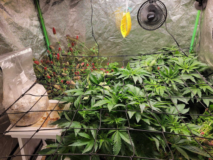MycoLabs Co2 Boost Self-Activated Bag for Plants, Grow Rooms 2.0