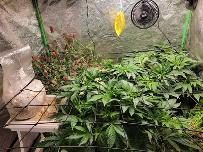 MycoLabs Co2 Boost Self-Activated Bag for Plants, Grow Rooms 2.0