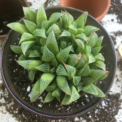 Houseplants