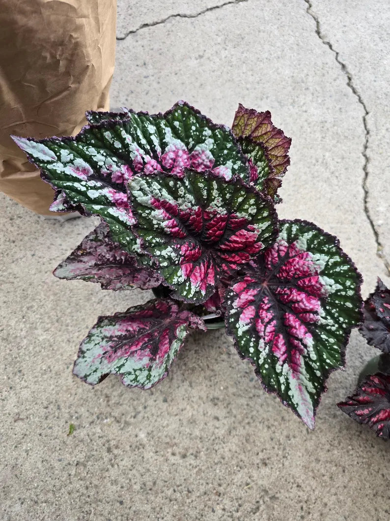 Houseplants