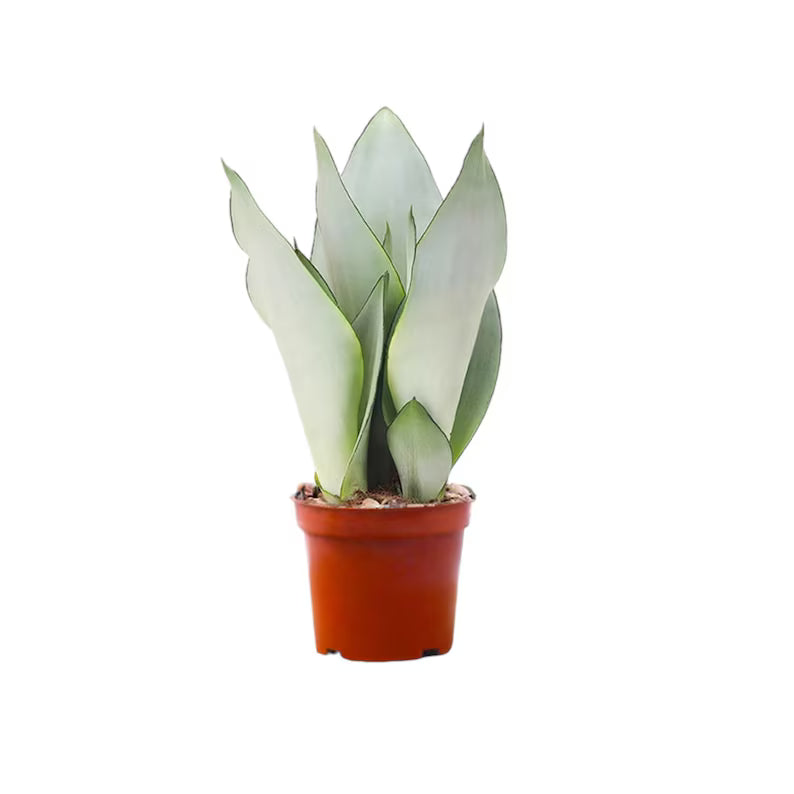 Houseplants
