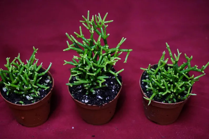 Houseplants