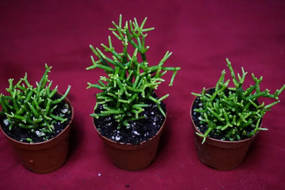 Houseplants