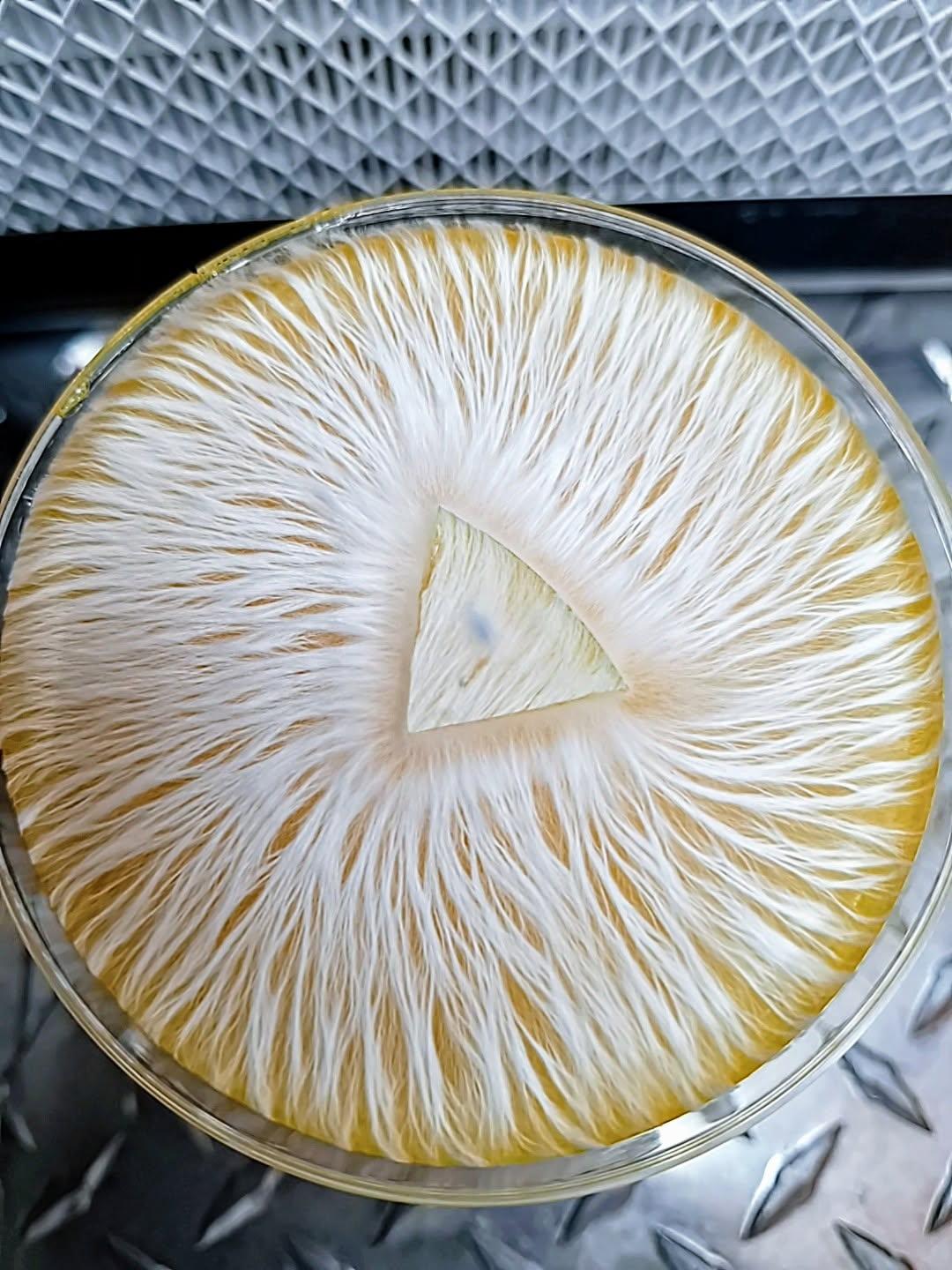MoonDaddy Myco Agar Plates