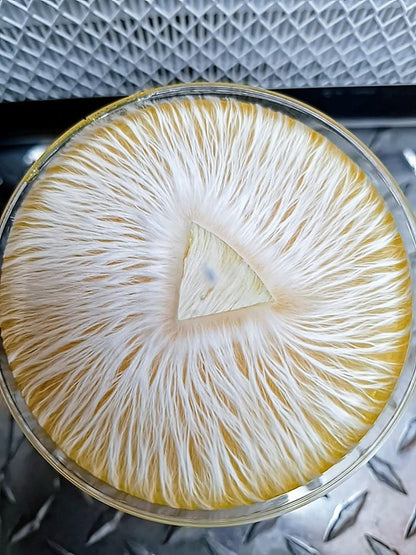 MoonDaddy Myco Agar Plates