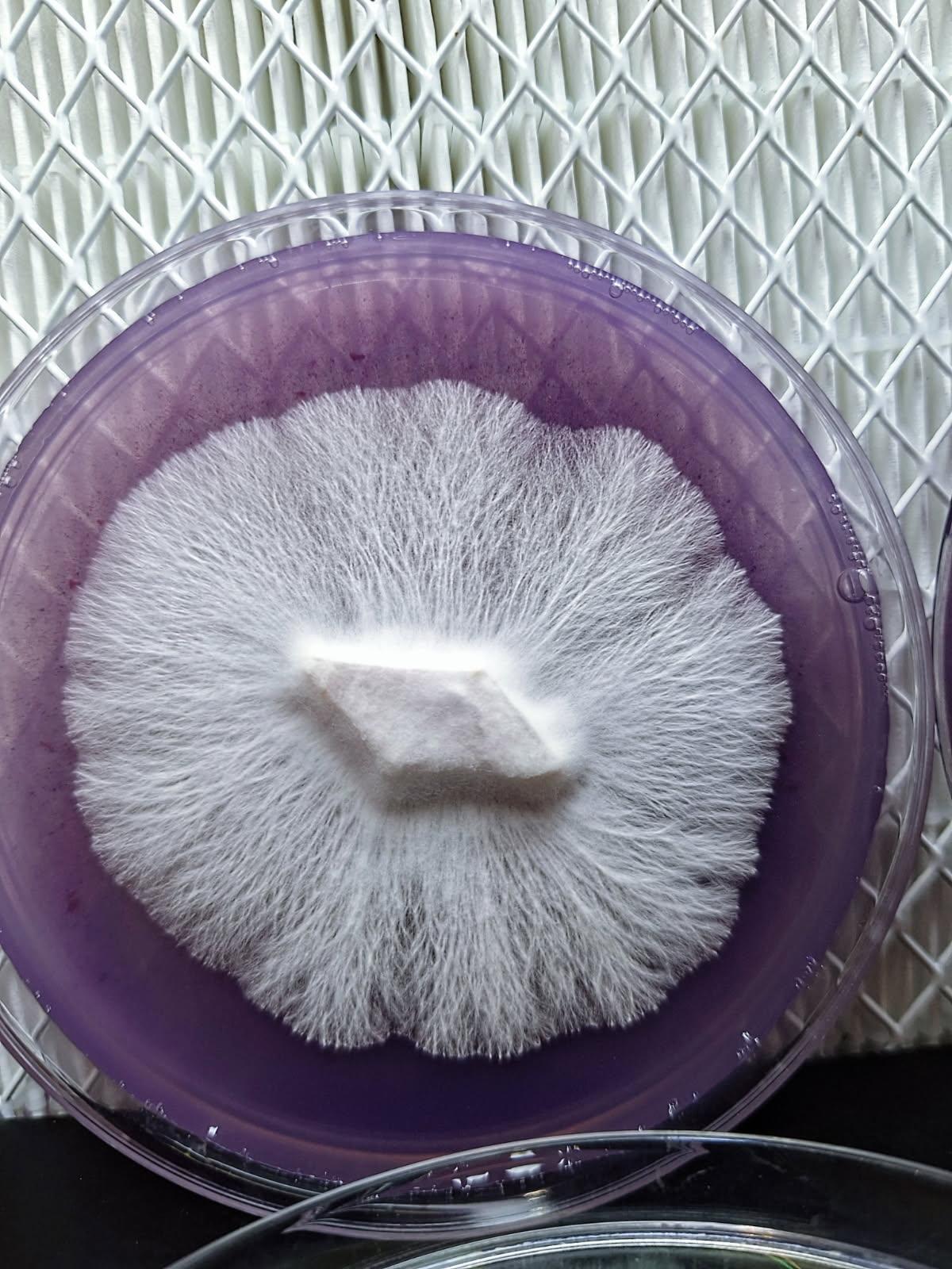 MoonDaddy Myco Agar Plates