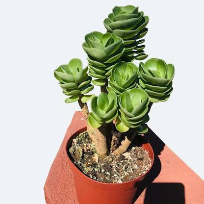 Houseplants