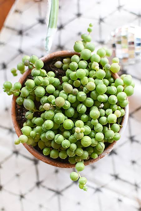 Houseplants