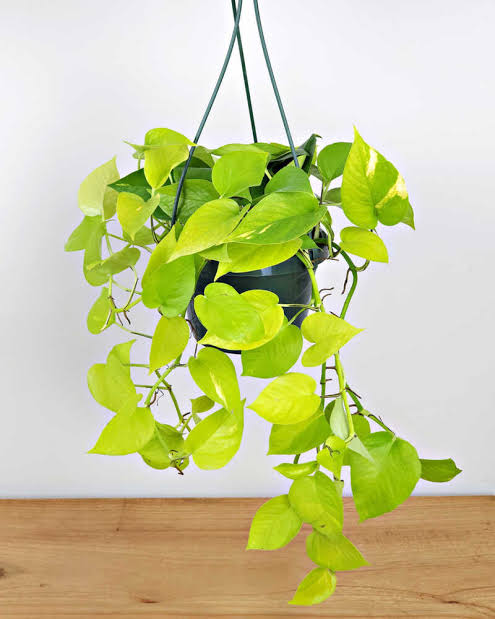 Houseplants