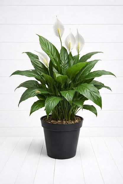 Houseplants