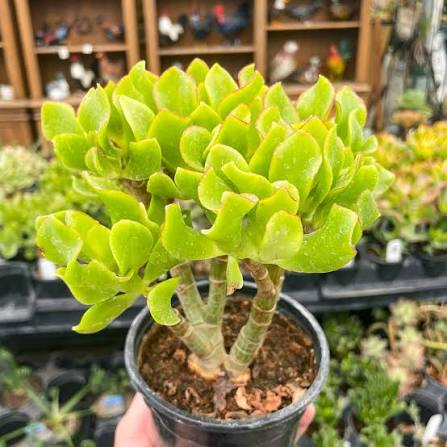Houseplants
