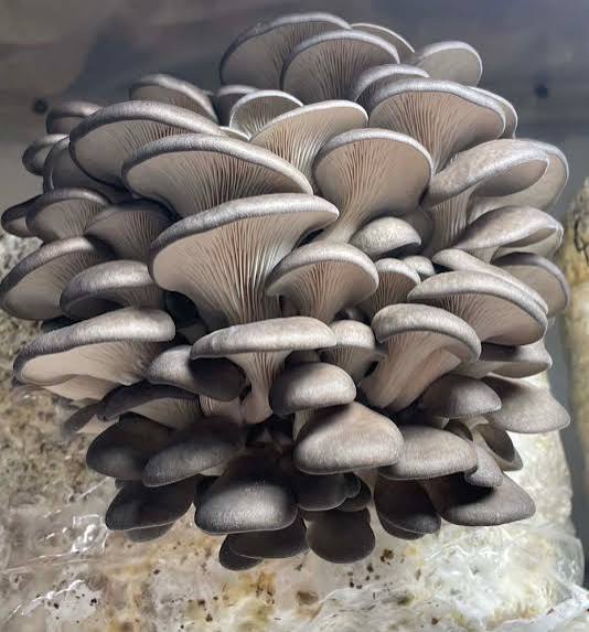 Gourmet MycoCulture Solution