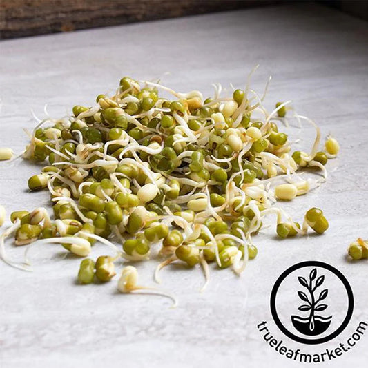 Handy Pantry Sprouting Seeds - Mung Bean