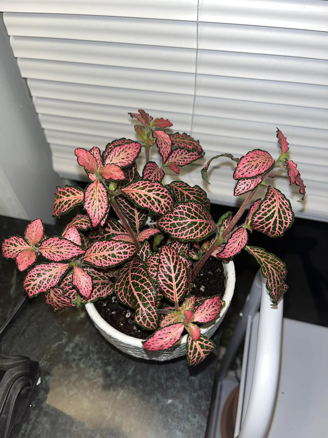 Houseplants