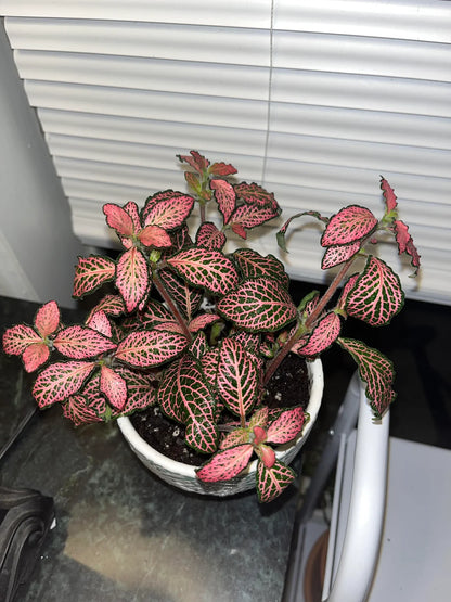 Houseplants