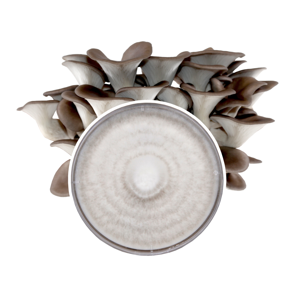 Redwood Mushroom Supply Plate Culture