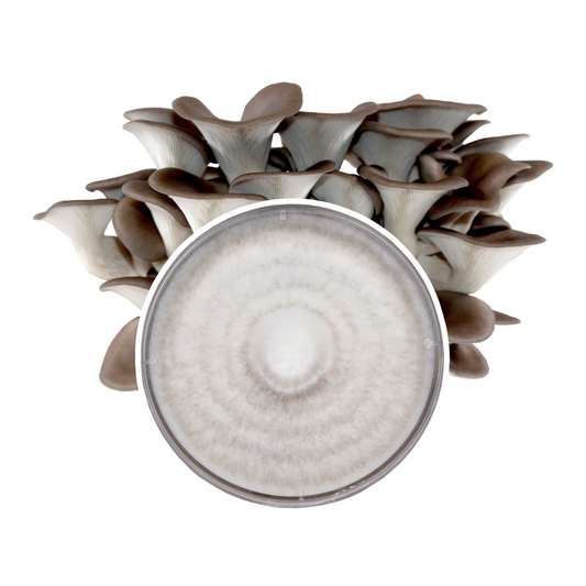 Redwood Mushroom Supply Plate Culture