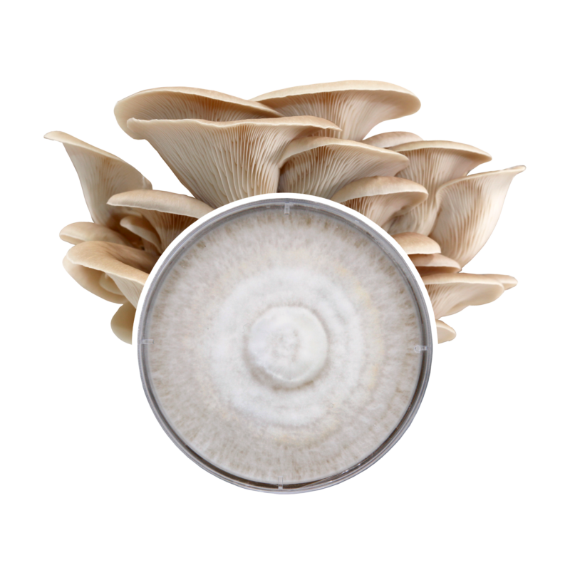 Redwood Mushroom Supply Plate Culture