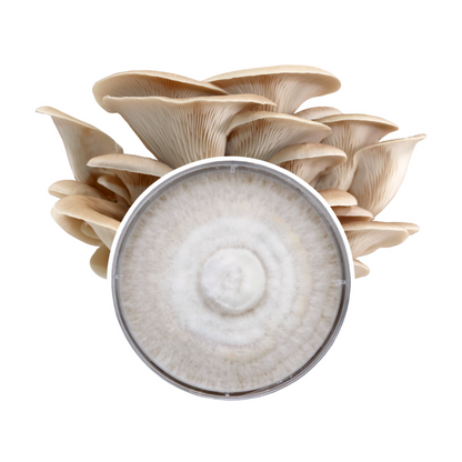 Redwood Mushroom Supply Plate Culture