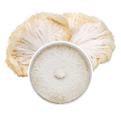 Redwood Mushroom Supply Plate Culture