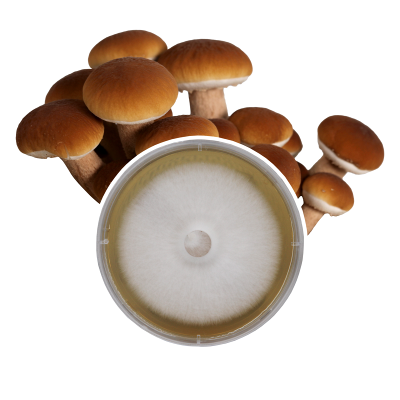 Redwood Mushroom Supply Plate Culture