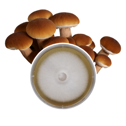 Redwood Mushroom Supply Plate Culture