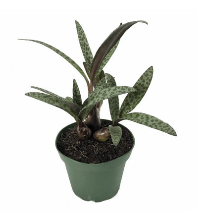 Houseplants