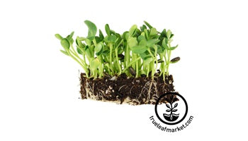 Handy Pantry Organic Sunflower Sprouting Seeds