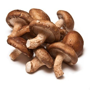 All About Shiitake Mushrooms – North Spore