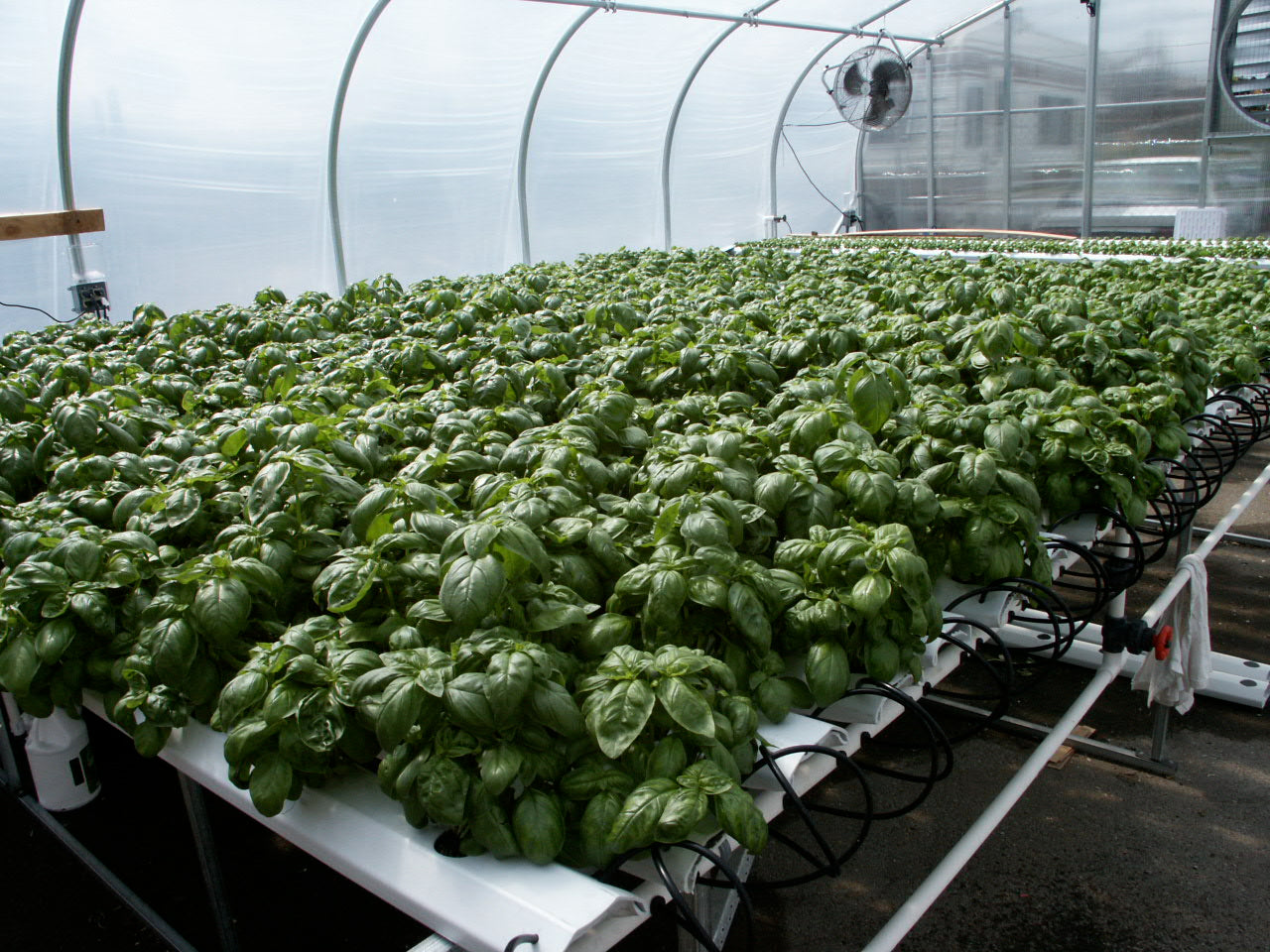 2012HL Complete System - Lettuce