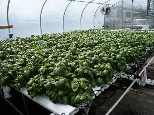 2012HL Complete System - Basil